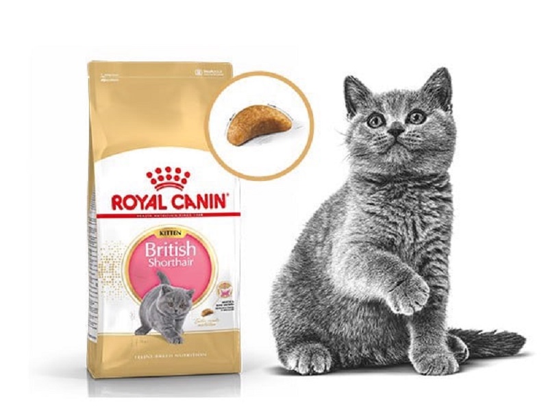 Royal Canin- Thức ăn cho mèo Anh lông dài 