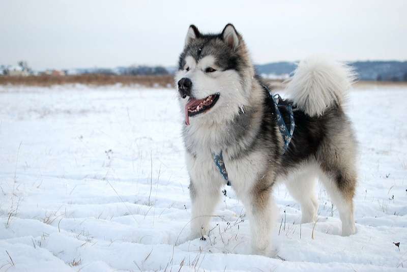 Bật mí kinh nghiệm nuôi chó Alaska