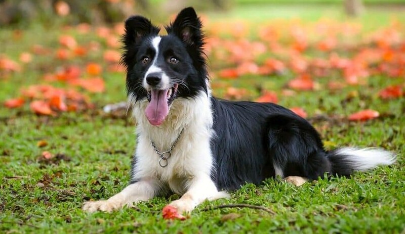 Border Collie là giống chó thân thiện