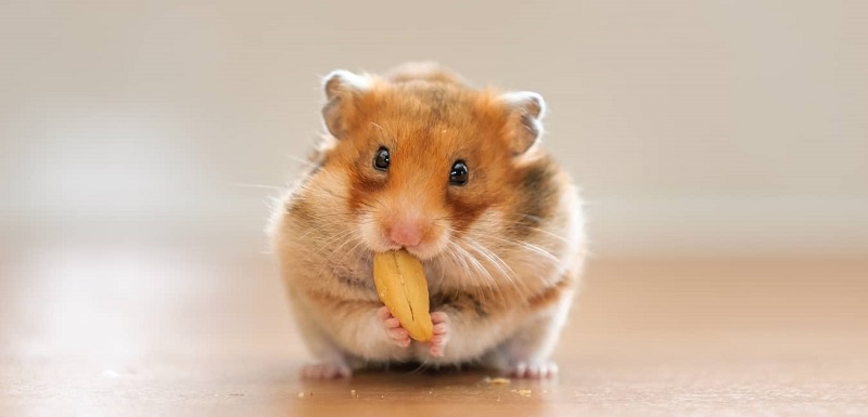 Các mốc thời gian trong quá trình chăm sóc chuột Hamster con