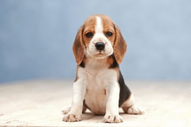 Cách chăm sóc cho Beagle bạn nên biết