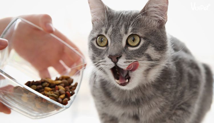 Cách dạy mèo bắt chuột giỏi bằng đồ ăn
