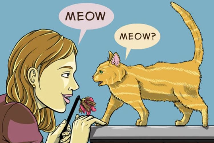 Cách dạy mèo con nghe lời bằng ánh mắt