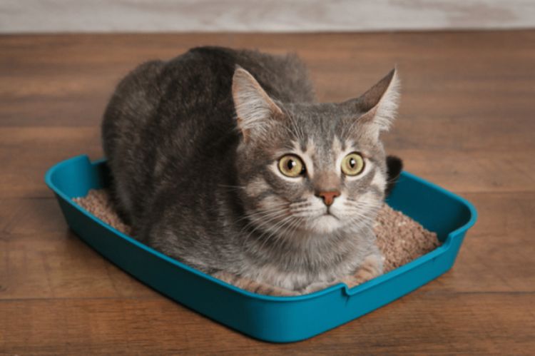 Cách dạy mèo con sử dụng hộp cát
