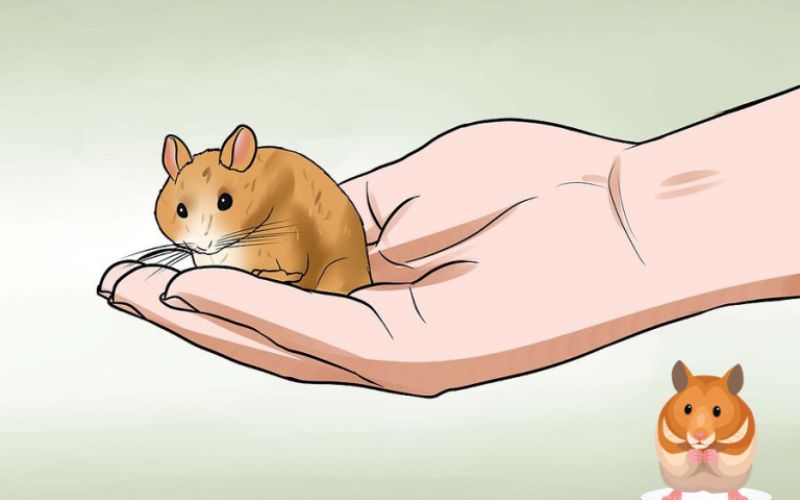 Cách huấn luyện khi nuôi Hamster