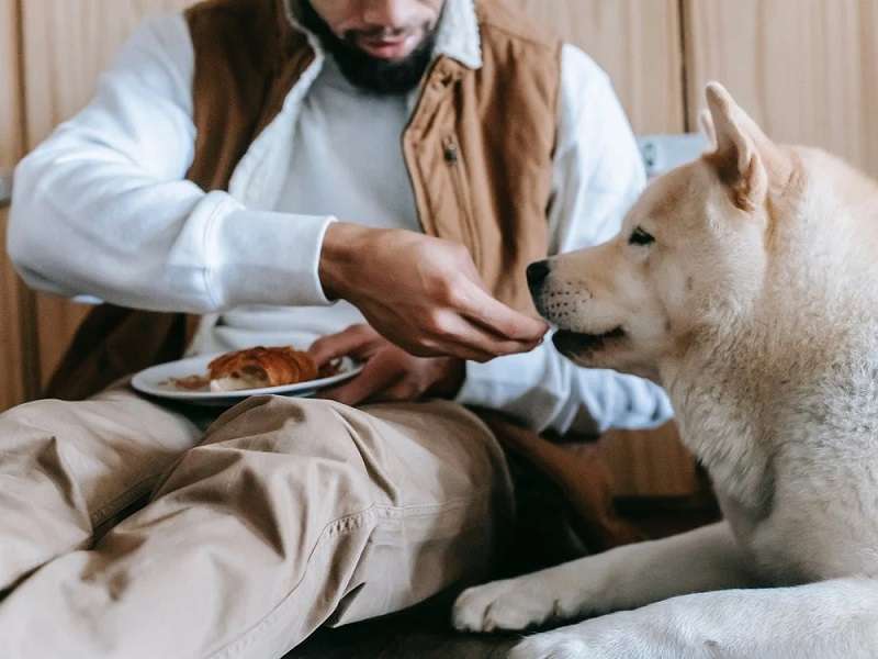 Cách nuôi chó Alaska chính là chú ý đến chế độ ăn