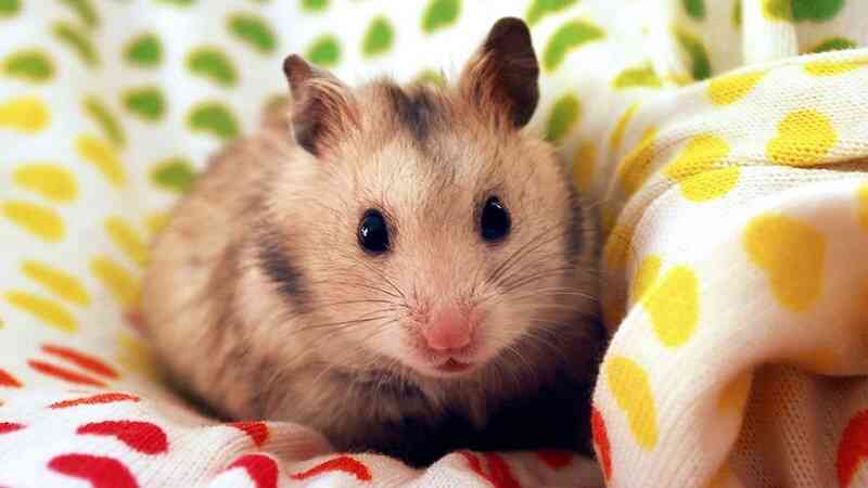 Cách nuôi chuột Hamster mới sinh bị mất mẹ 