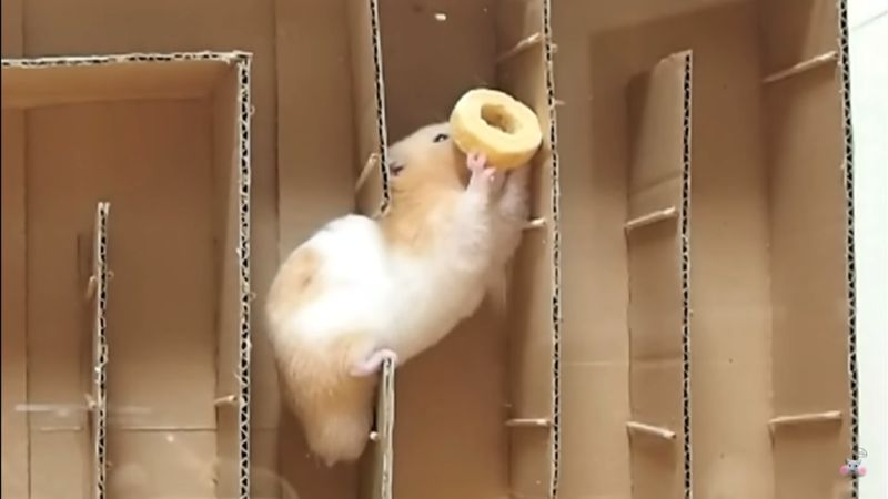 Hướng dẫn cách nuôi chuột Hamster trong nhà