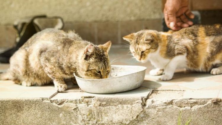Cách thuần hóa mèo hoang bằng đồ ăn ngon