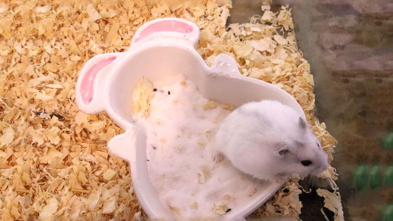 Cách vệ sinh đúng cách cho Hamster