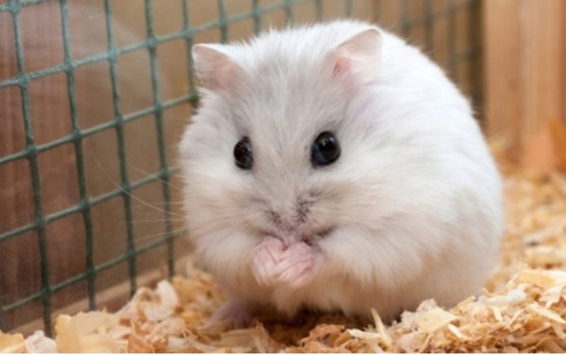 Cách chăm sóc Hamster bị tiêu chảy