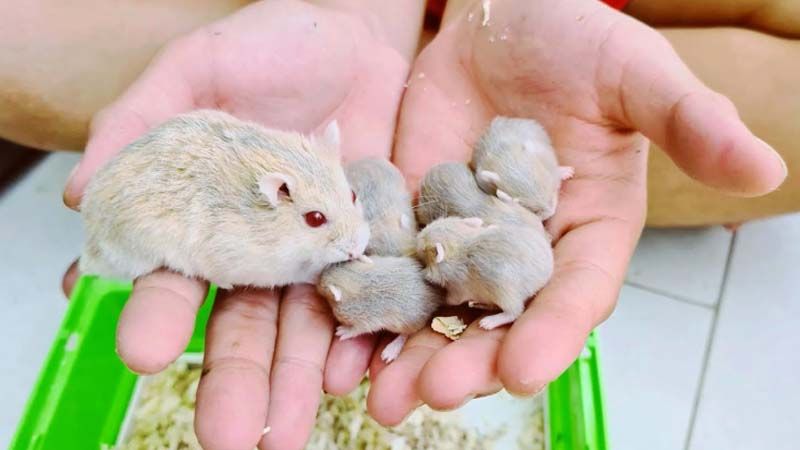 Cách nuôi Hamster Winter White sinh sản