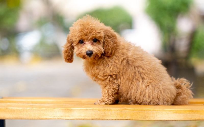 Cách chăm sóc chó poodle sau khi phối tốt nhất