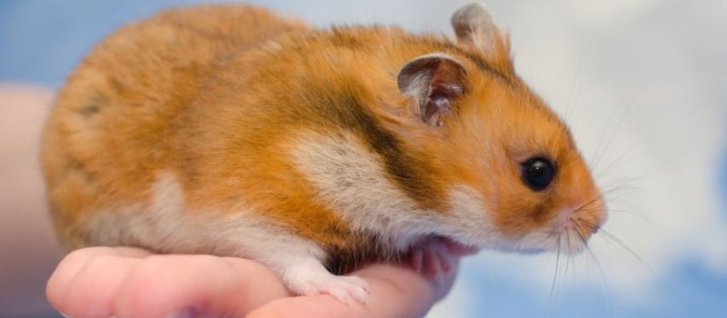 Chế độ dinh dưỡng trong cách nuôi chuột Hamster