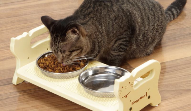 Chuẩn bị chế độ ăn hấp dẫn cho mèo