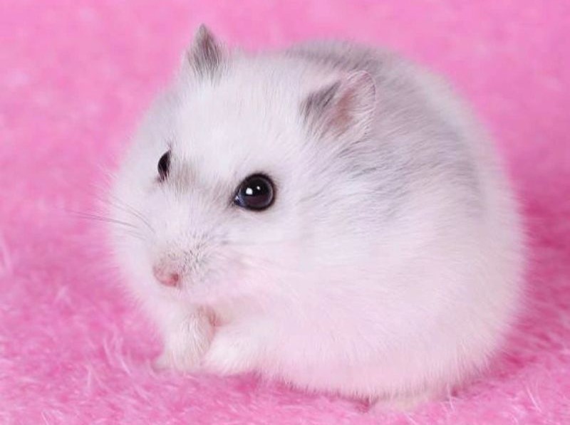 Cách nuôi Hamster Winter White cần chuẩn bị những gì?