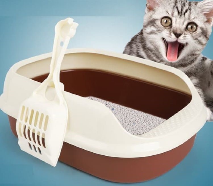 Khâu chuẩn bị trong cách huấn luyện mèo đi vệ sinh đúng chỗ