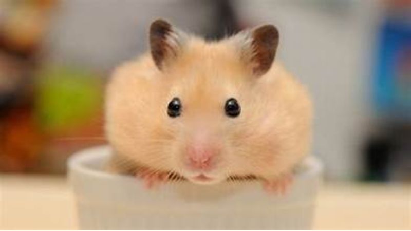 Giải đáp: Chuột Hamster dễ nuôi không?