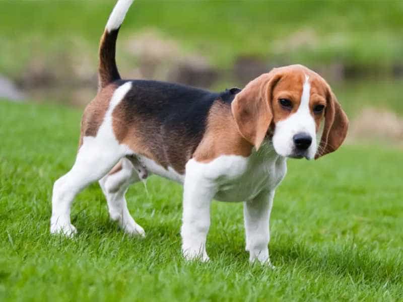 Có nên nuôi chó Beagle không?