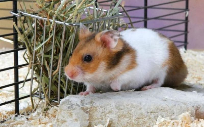 Tham khảo cách nhận biết hamster bị tiêu chảy