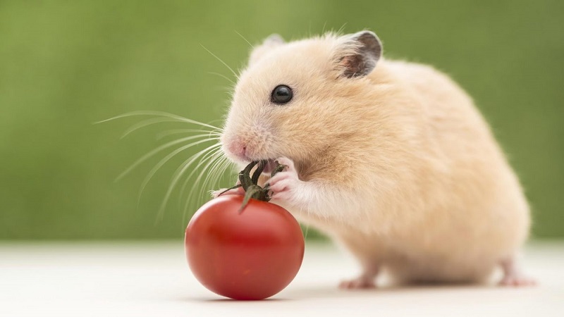 Điều chỉnh lại chế độ và thức ăn của Hamster 