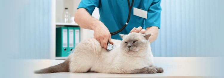 Đưa mèo hoang đi gặp bác sĩ thú y