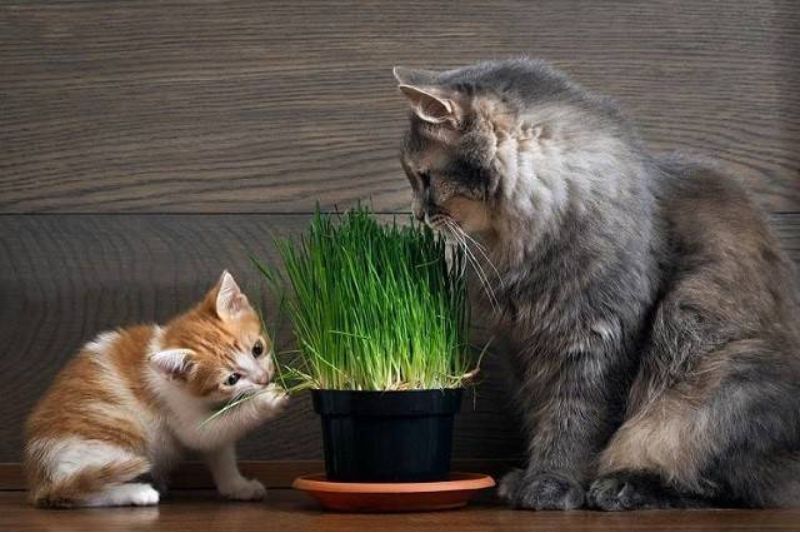Gọi mèo về nhà bằng cỏ bạc hà