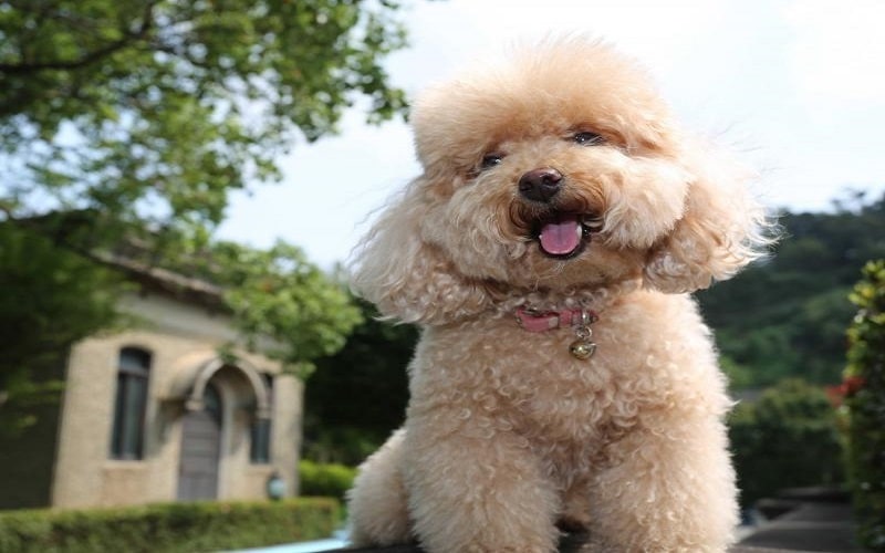 Tham khảo chăm sóc chó poodle mang thai về các hoạt động cần thiết cho chó