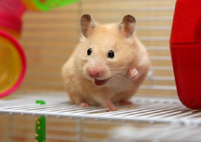 Hướng dẫn chuột Hamster đi vệ sinh đúng chỗ 