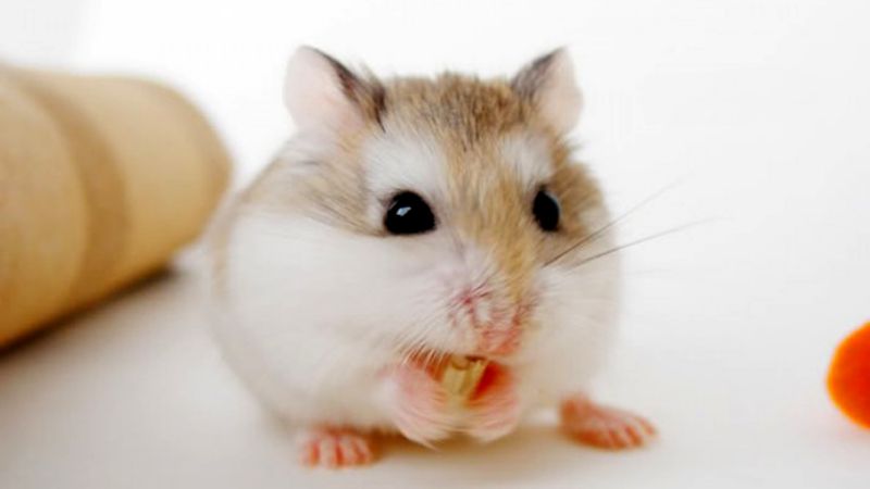 Những điều cần biết khi nuôi hamster làm thú cưng