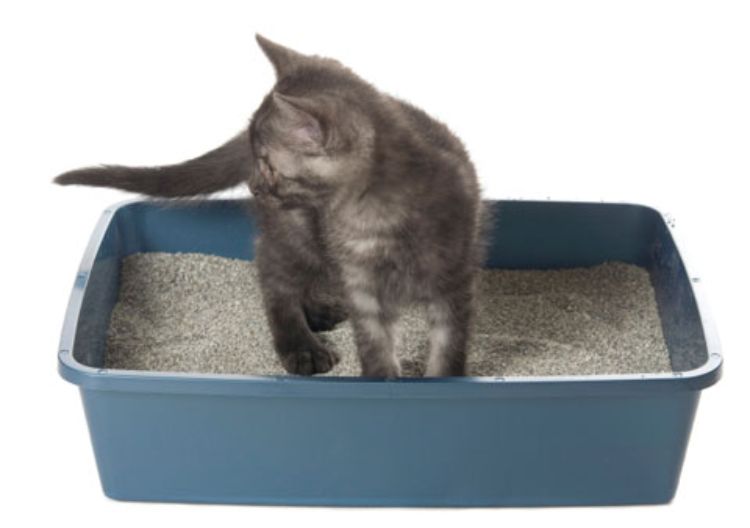 Làm sao để dạy mèo đi vệ sinh đúng chỗ trong cát?