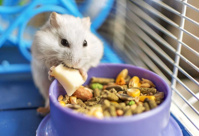 Cách chăm sóc Hamster bị tiêu chảy