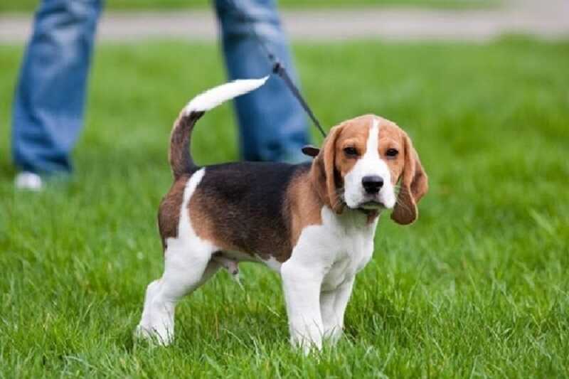 Lưu ý khi nuôi chó Beagle về sức khỏe