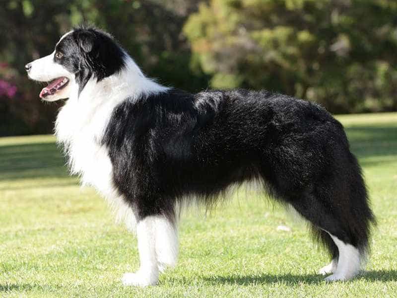 Ngoại hình của Border Collie khi trưởng thành rất đáng yêu