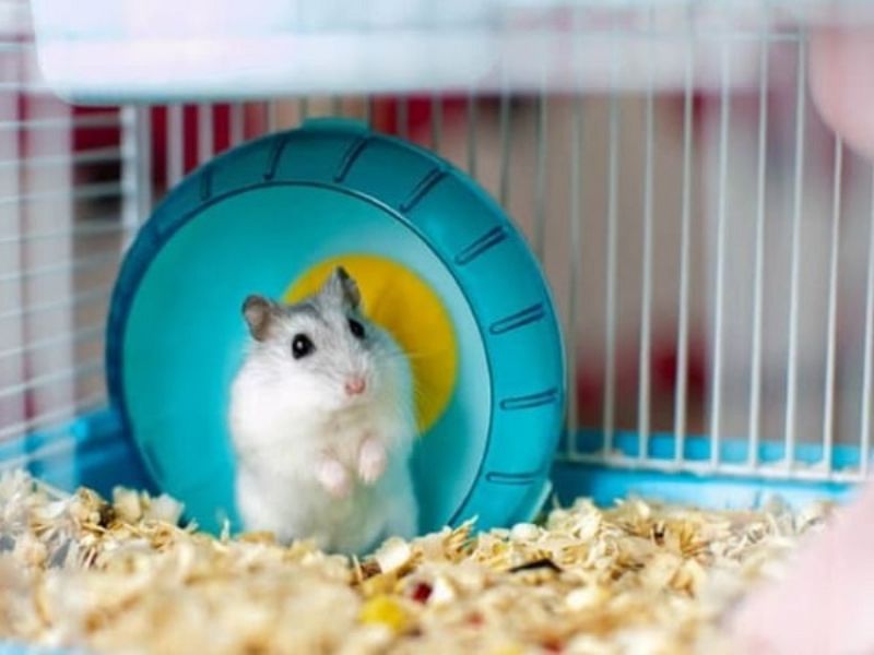 Có nên nuôi chuột Hamster trong phòng ngủ không?