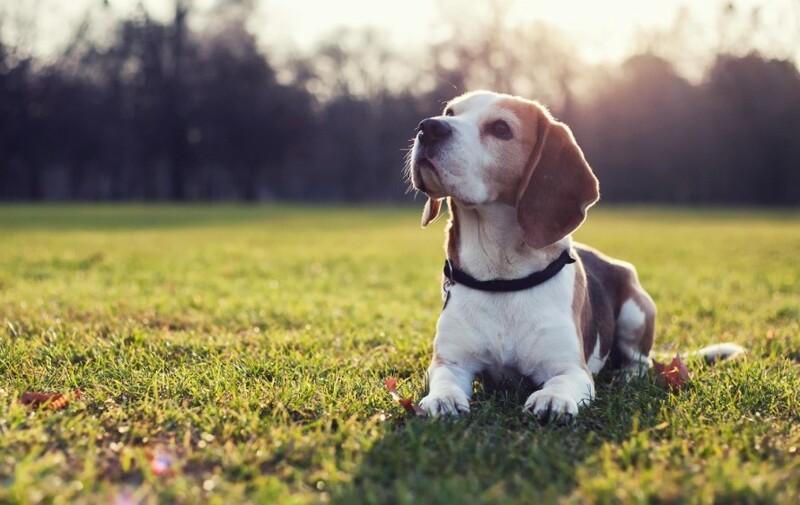 ​​​​Rụng lông ở giống chó Beagle