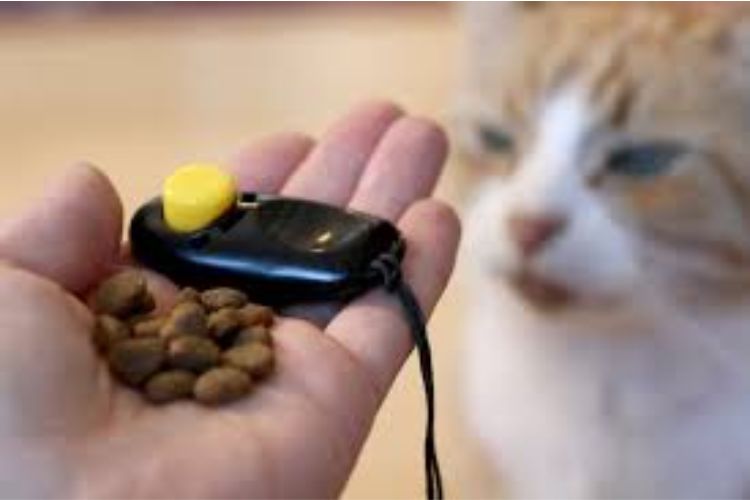 Sử dụng clicker dạy mèo con