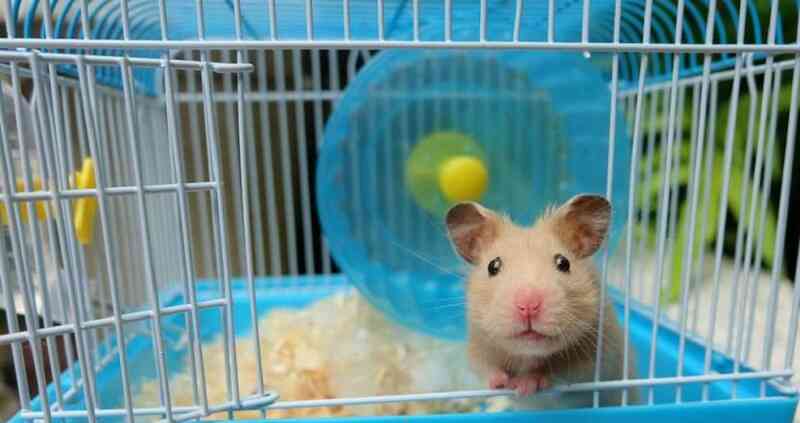 Sử dụng lồng thoáng khí để nuôi Hamster không bị hôi 