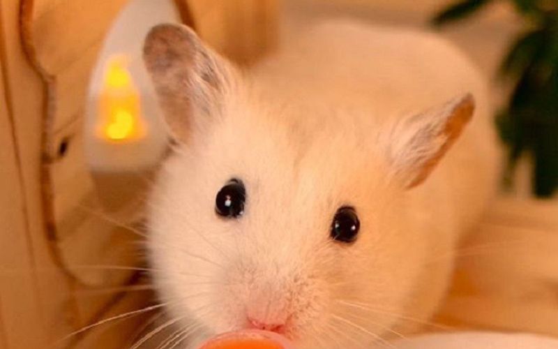 Một số lưu ý khi chăm sóc Hamster bị tiêu chảy