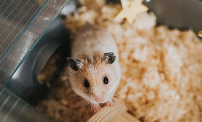 Tắm rửa và vệ sinh định kỳ cho Hamster 