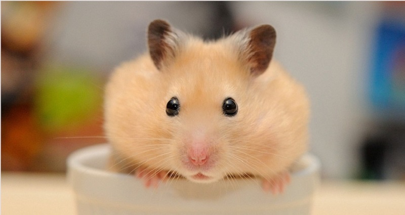 Vệ sinh đều đặn cho chuột Hamster Bear 