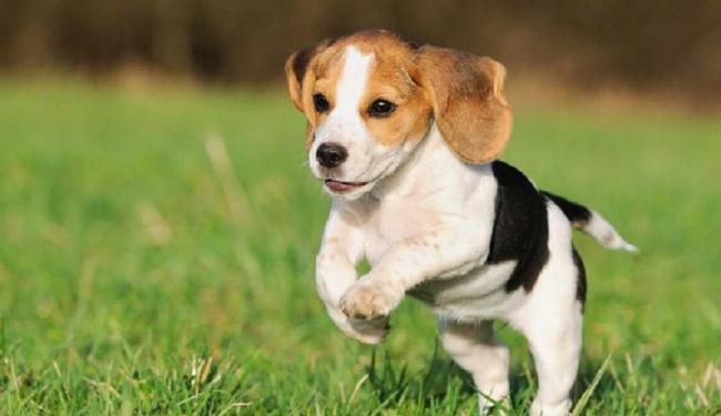 Tìm hiểu cách nuôi chó beagle đúng kỹ thuật không phải ai cũng biết 