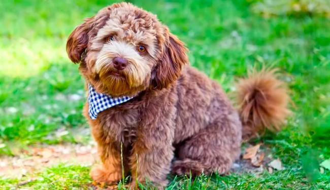 Chia sẻ kinh nghiệm cách chăm sóc chó poodle mang thai chuẩn nhất