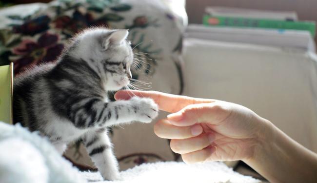 Hướng dẫn từ A-Z cách dạy mèo bắt tay đơn giản tại nhà