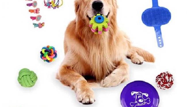 3 cách làm đồ chơi chơi cho chó gặm đơn giản khiến chó thích thú