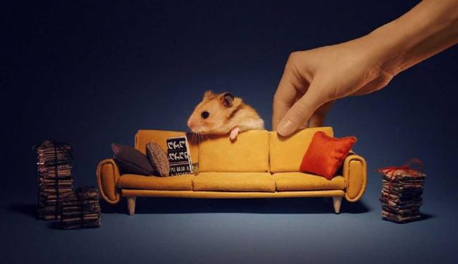 Top 5 cách làm đồ chơi cho chuột hamster cực hay và thú vị