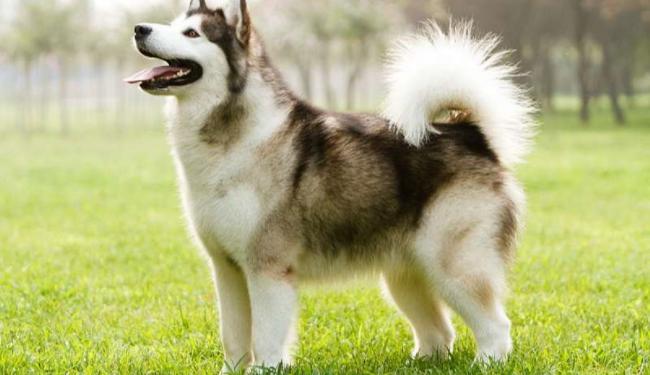 Chia sẻ cách nuôi chó Alaska đầy đủ, đơn giản bạn đã biết?