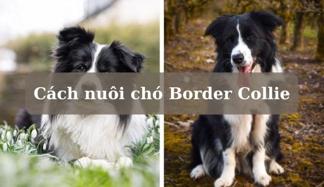Cách nuôi chó Border Collie khỏe mạnh và những điều bạn cần biết