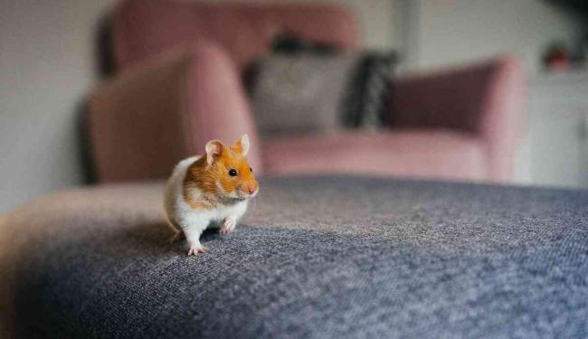 Gợi ý cách nuôi chuột Hamster con phát triển khỏe mạnh từ sơ sinh