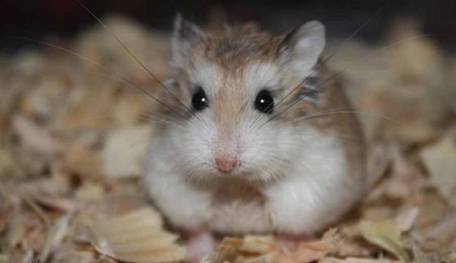 Kinh nghiệm cách nuôi chuột Hamster Robo lần đầu đơn giản, dễ áp dụng